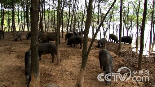 阚绪良：藏在树林里的财富《致富经》