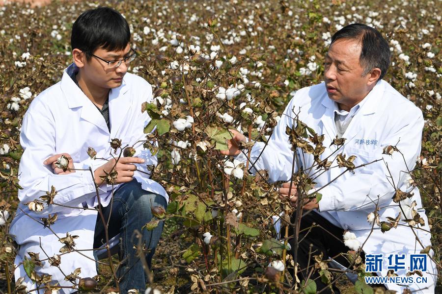 王清连（右）和助手在河南科技学院棉花试验田里查看棉花长势（11月4日摄）。