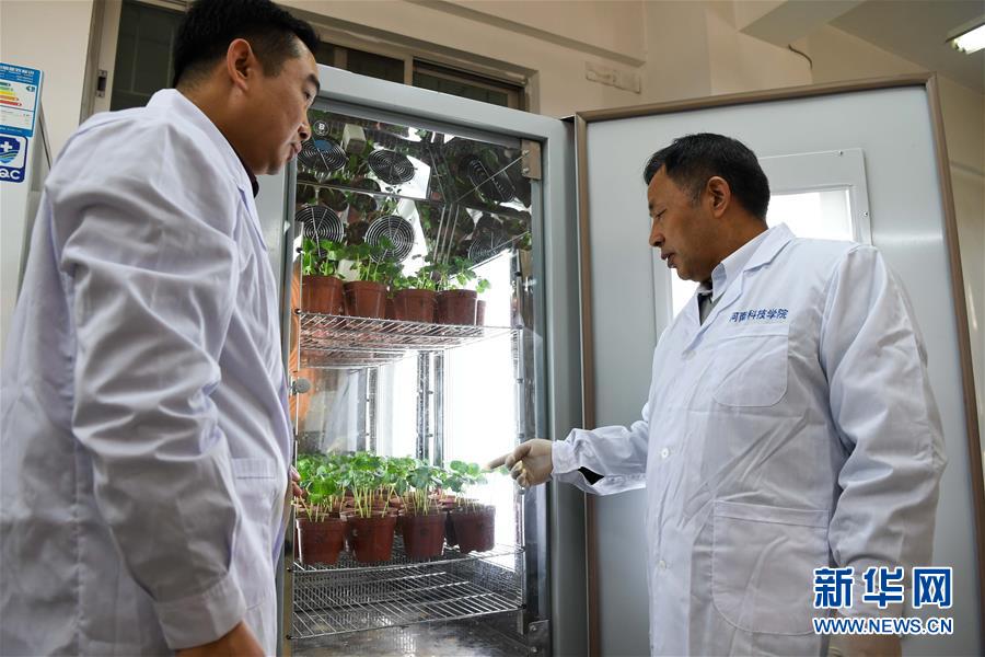 王清连（右）与助手在实验室里查看棉花幼苗（11月4日摄）。
