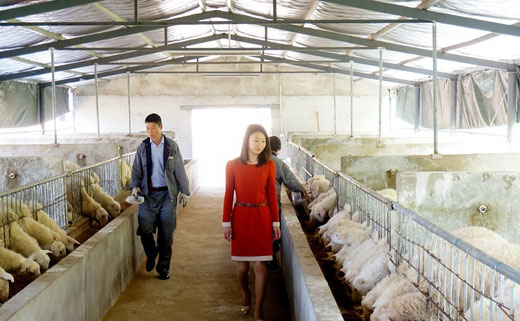 王伟伟：“羊倌”的创业梦
