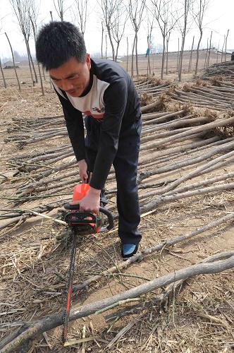 3月18日，河北省永清县北孟一村的一位农民在修剪国槐苗木。