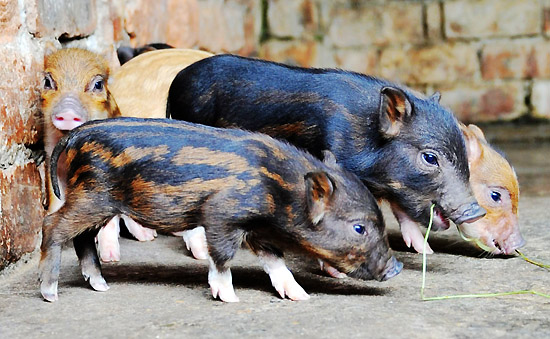 广西百色：野猪家猪混种特色养殖出成效
