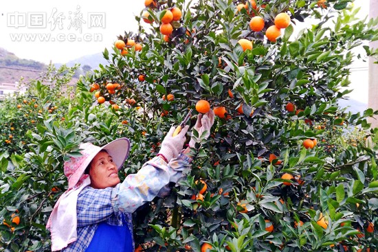 广西西林县：“小水果”托起10万百姓脱贫致富梦