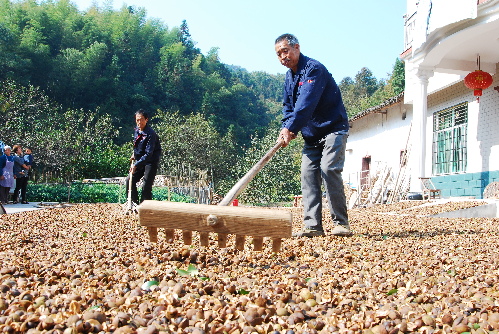 油茶大户梅相贞：新品种加科学勤管，助推油茶增收增收