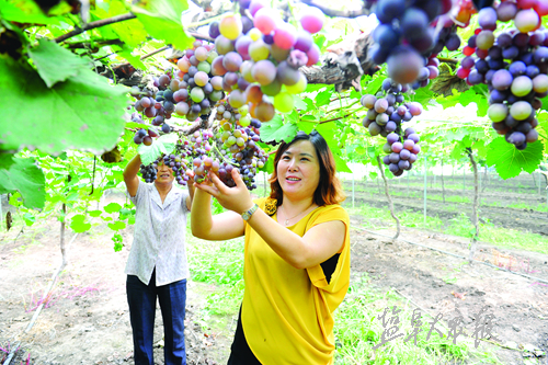 江苏盐东镇：葡萄串起创业路