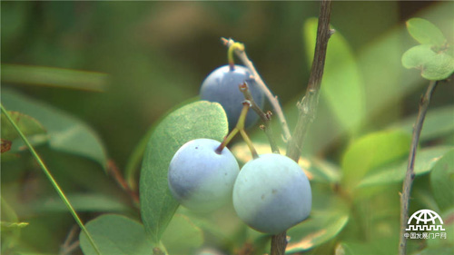 鞠联合：野生蓝莓引发的传奇财富《致富经》