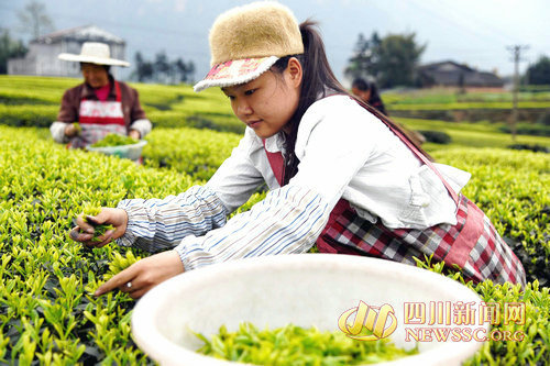 3月16日，茶农在泸州市叙永县红岩村采摘春茶