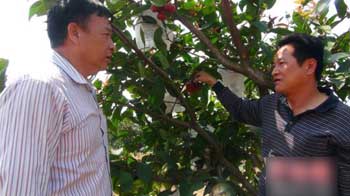 台湾农业专家陈敬尧博士（右）与珠海万花园艺总经理吴飞球在查看莲雾长势