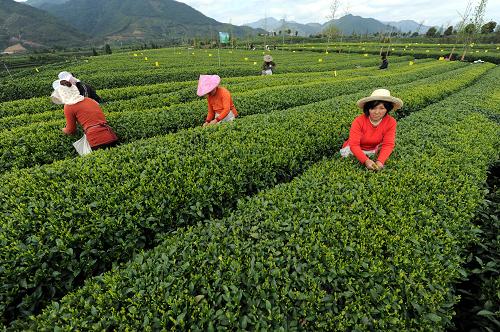 浙江松阳：绿茶吐翠 增量增收