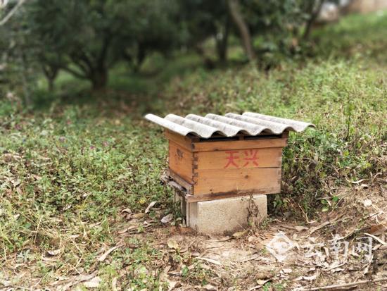 小蜜蜂也有大产业 禄劝养蜂带动脱贫致富