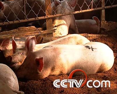 cctv致富经:每斤生猪多卖三五角
