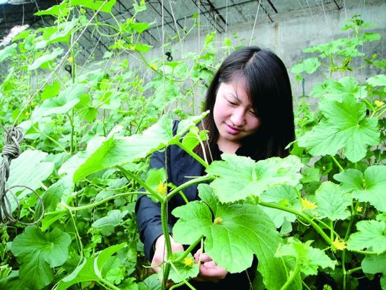 女大学生村官带村民种白菜致富 曾追着局长要钱