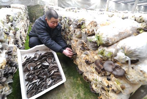 1月16日，河北霸州马坊村平菇种植合作社农民在采摘蘑菇 。