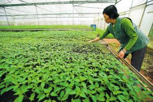 海南海口：合作社规模化发展带领农民致富增收