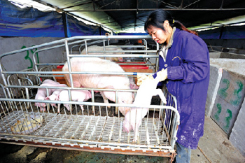 广东三角镇：半路出家养猪 中药保证产出