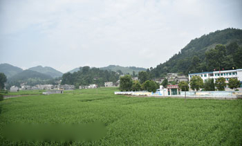 黔西南州兴仁县回龙镇薏仁米万亩核心区种植基地。