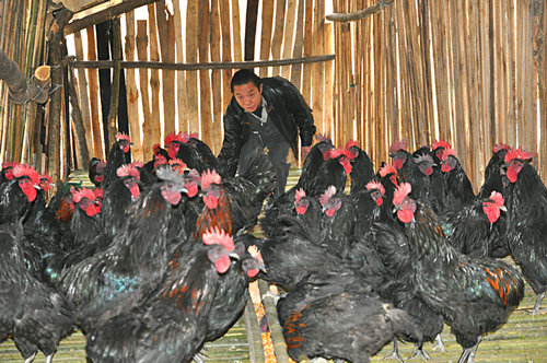 重庆城口庞仁山：养殖山地鸡实现增收致富