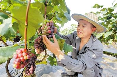 重庆璧山县：小老板转行种葡萄 年入160万