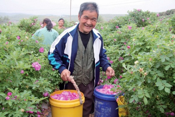 内蒙古敖汉旗发展特色种植助农增收
