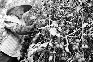 海南海口市：圣女果嫁接野茄子 病虫害少了产量高
