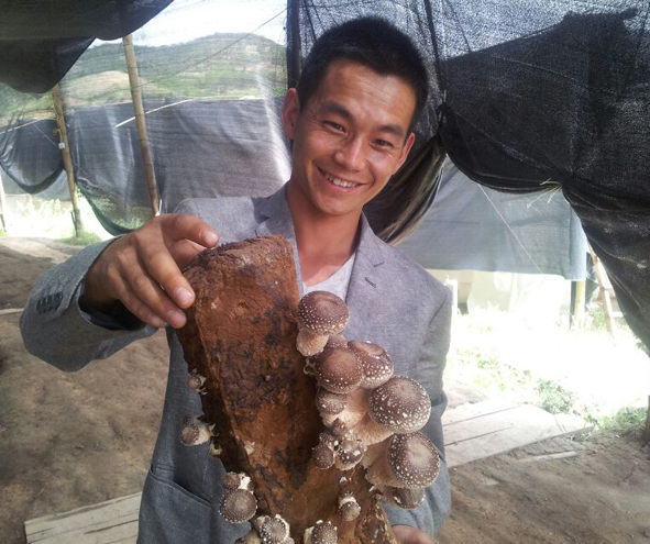 云南永平县：香菇成为农民增收致富支柱产业