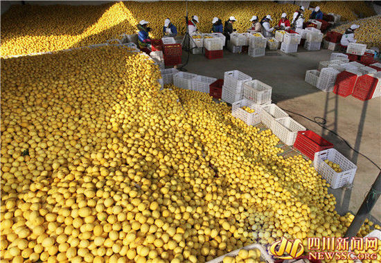 李国华：发展柠檬标准化产业园 带领周边群众共同致富
