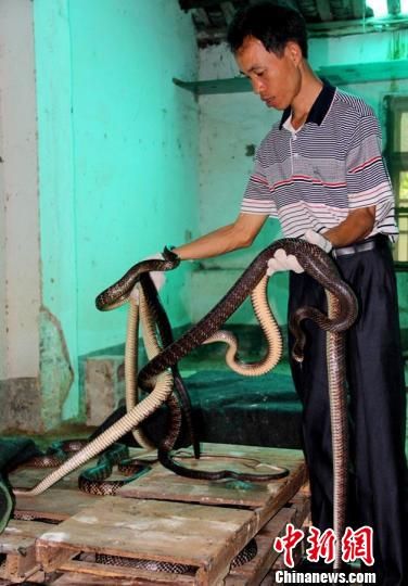 探访中国养蛇之乡广西灵山县：农户收入达百万