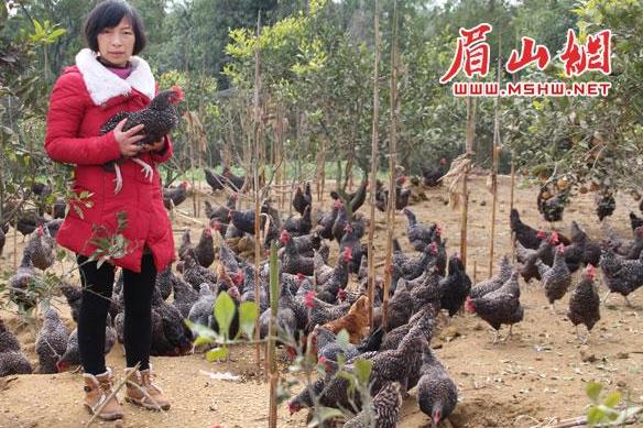黄英：养殖生态鸡 开辟致富路