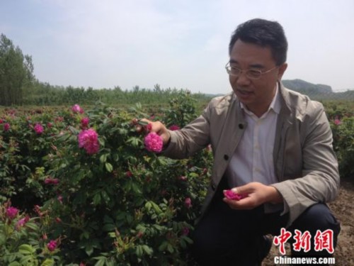 化学博士在江苏宜兴种千亩玫瑰带动村民致富