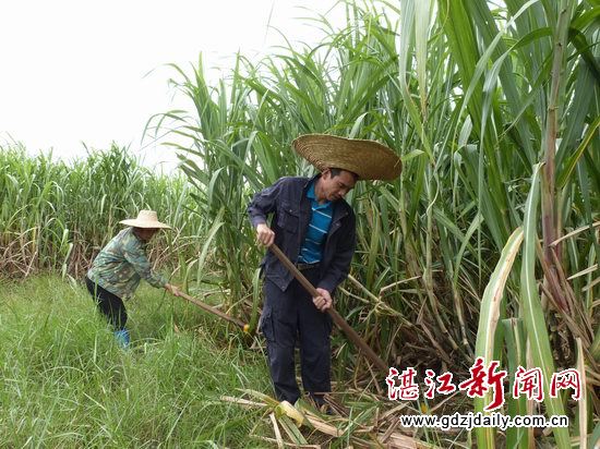 广东雷州：李华，把蔗种到国外去