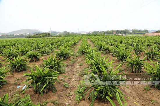 灵山县鼓励农民种植霸王花，拓宽了农民收入渠道。