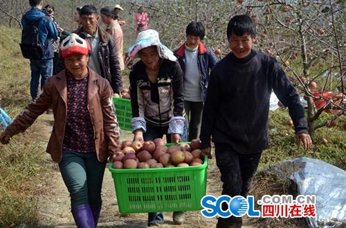 四川汉源县：糖心苹果香飘四方 “致富果”助农脱贫