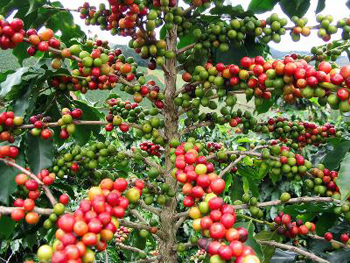 广东大面积种植咖啡 云浮村民月人均翻倍