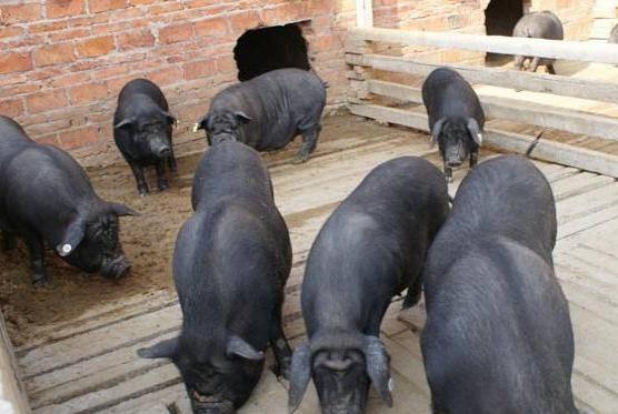 广东罗定饲养香猪成群众致富新渠道