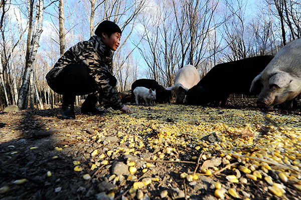 11月10日，李丽丰在建设林场承包的林地中喂猪。