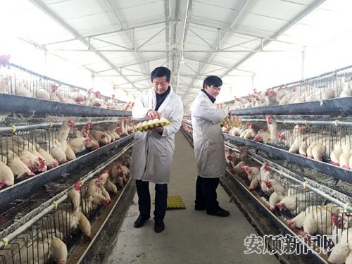 责人赵高伦（左一）和工人正在捡蛋