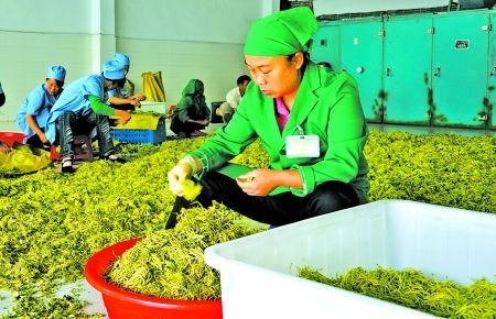 秀山县，农户对采摘的金银花进行加工