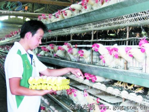峨岭镇同心村养殖专业户严易江去年5月开始养殖蛋鸡，进入产蛋高峰期，平均每天产蛋5000多枚