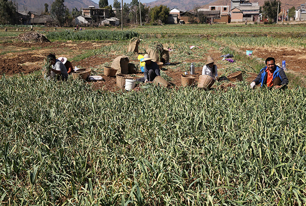 2月4日，云南洱源县右所镇农民在田地里收获大蒜。