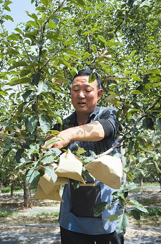 山西吉县东城乡：果农打理果树，他是“主心骨”