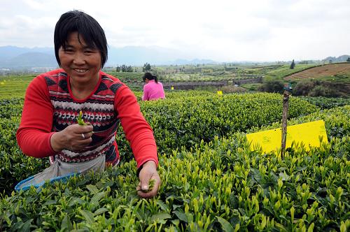 3月27日，茶农在浙江松阳茶山采春茶。