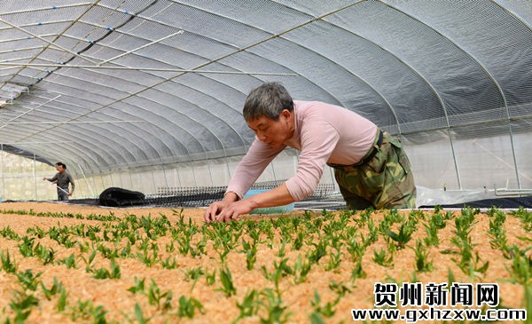 4月4日，在昭平县昭平镇马圣村一处大棚，农民在种植铁皮石斛。