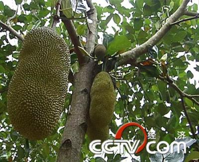 cctv致富经:潘兴海的菠萝蜜财富
