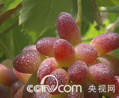 cctv致富经:做小生意不行 干大买卖赚