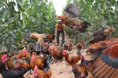 山西阳城：“桑蚕鸡”循环立体养殖致富农民