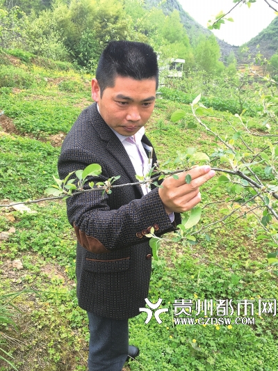 贵州农民企业家在石漠化地区种植苹果成功