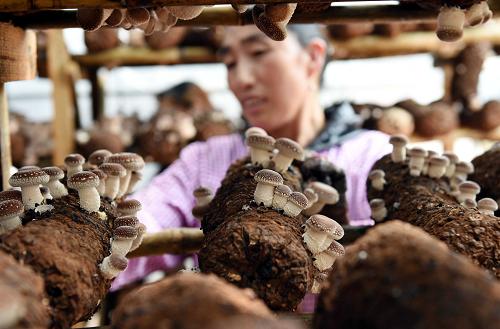 9月21日，一名当地农村妇女在食用菌智能化标准菇棚采摘香菇。