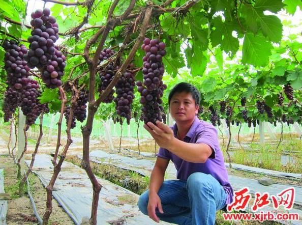 “80后”大学生德庆种葡萄 投资近百万建起葡萄庄园