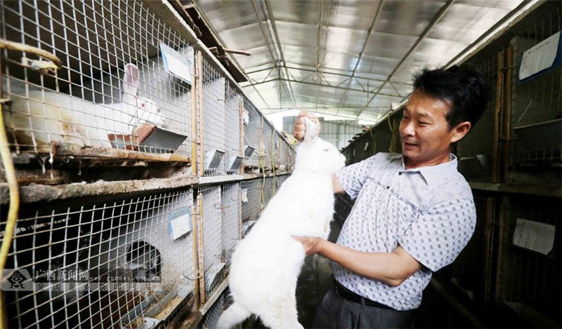 广西融安：养兔有“钱”途 农户发展肉兔养殖拓宽致富路