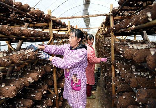 云南：高原特色食用菌种植助农民增收